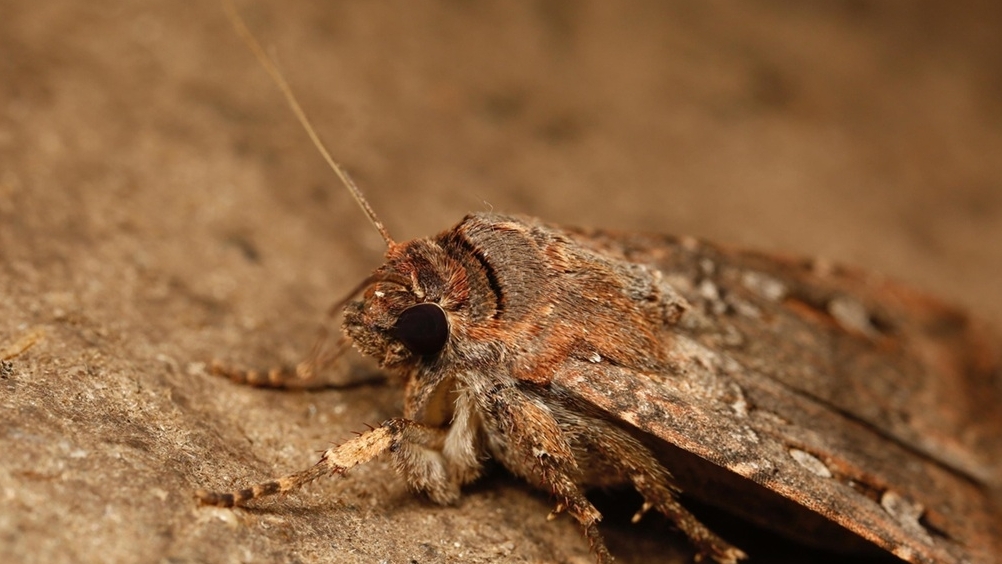 Kỳ lạ loài bướm đêm di cư hàng nghìn km để tránh nóng