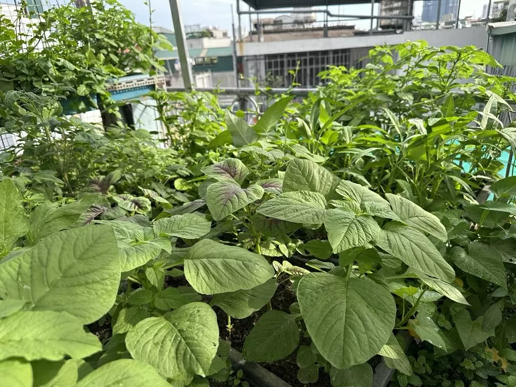 Ba không khi ăn rau dền Ba không khi ăn rau dền