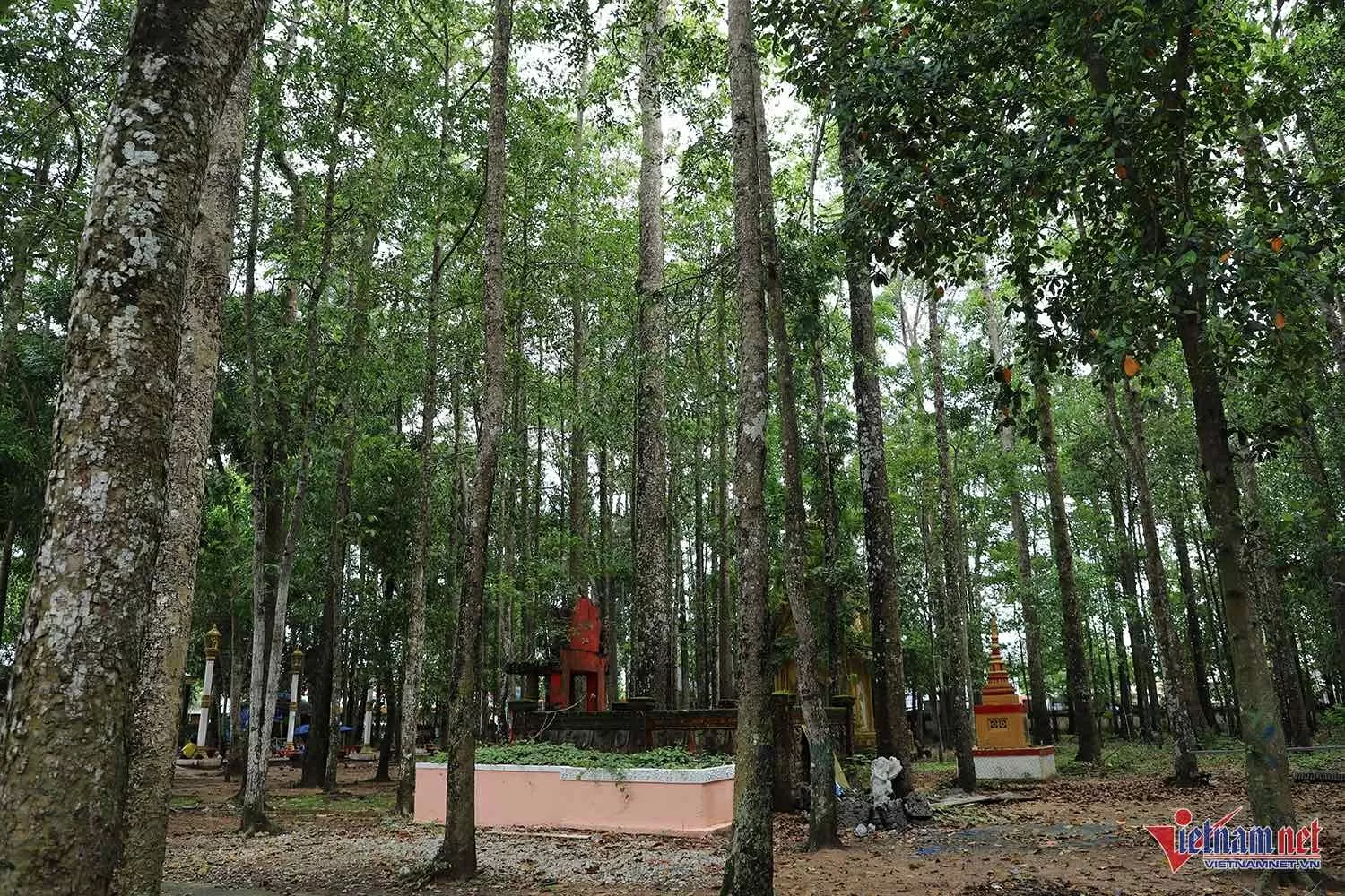 Những cây sao, cây dầu cao lớn tạo không gian xanh mát cho ngôi chùa Những cây sao, cây dầu cao lớn tạo không gian xanh mát cho ngôi chùa