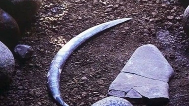 Ba Lan: Chiếc boomerang bằng ngà voi ma mút cổ nhất thế giới, niên đại lâu hơn với nhận định trước