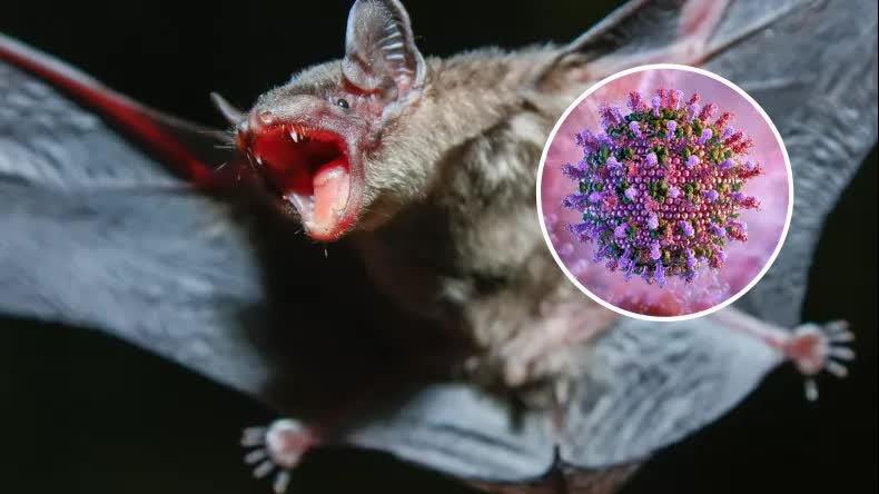 Trung Quốc: Phát hiện hàng loạt virus mới ở dơi Vân Nam, cảnh báo khẩn cấp về nguy cơ lây sang người và vật nuôi