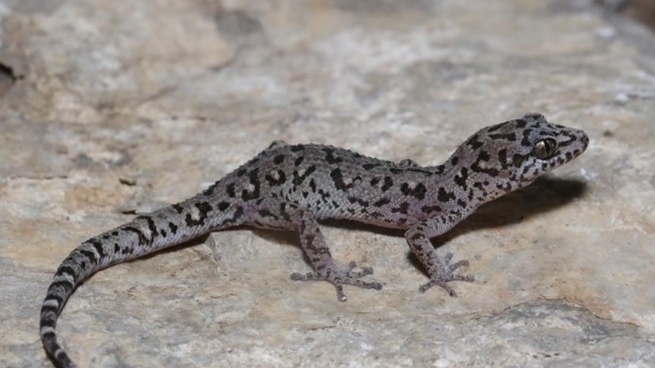 Campuchia: Những phát hiện mới về loài thạch sùng gợi ý về nơi ẩn náu của động vật hoang dã