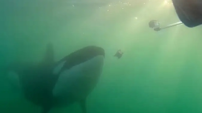 Hiện tượng thú vị, cá voi sát thủ liên tục 'tặng quà' cho con người