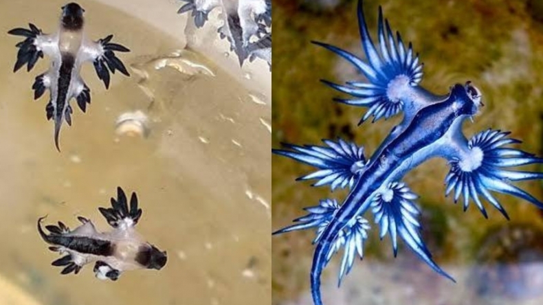 Thái Lan phát cảnh báo du khách tránh tiếp xúc với sên biển rồng xanh độc ở bãi biển Phuket