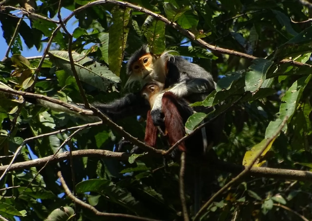 Khám phá Vườn quốc gia Hin Nam No: Di sản liên biên giới đầu tiên của Lào