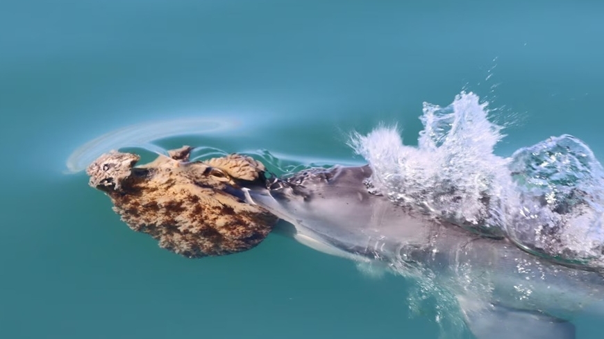 Một số loài cá heo Australia khéo léo dùng miếng bọt biển che mõm để săn mồi