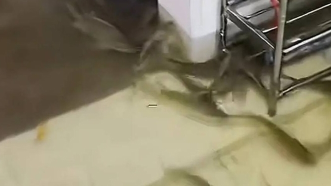 Trung Quốc: Mưa lớn, nước tràn ao, đàn cá bơi lội trong nhà người dân