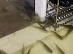 Trung Quốc: Mưa lớn, nước tràn ao, đàn cá bơi lội trong nhà người dân