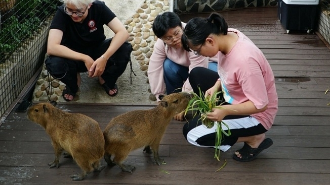 Quán cà phê hút khách nhờ dịch vụ chơi với thú cưng, chuột nang nước, gấu mèo Bắc Mỹ