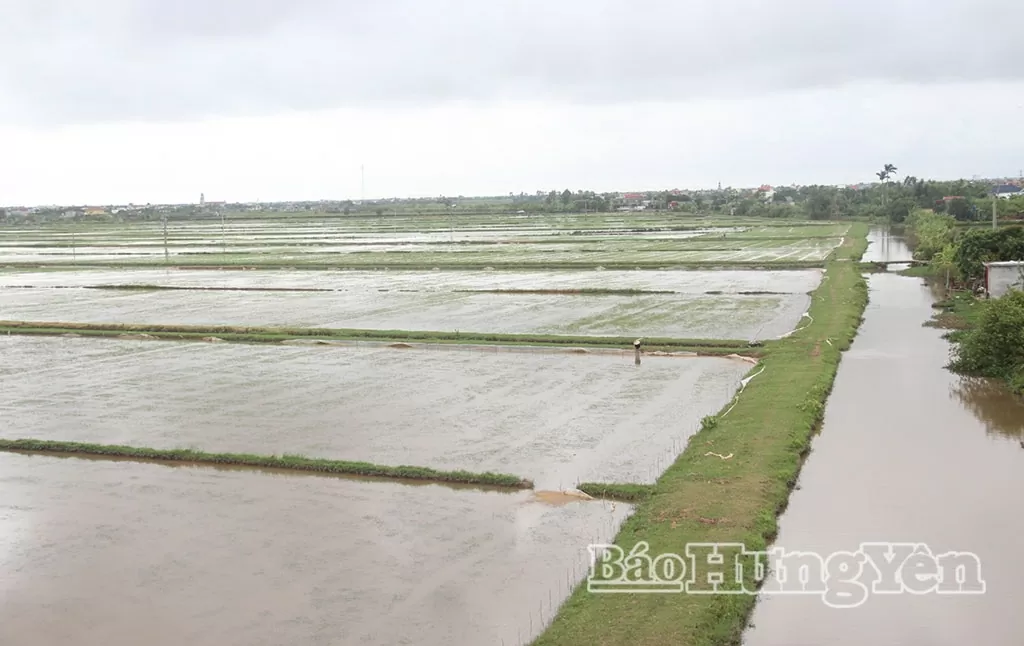 Khẩn trương khôi phục sản xuất sau bão số 3 Khẩn trương khôi phục sản xuất sau bão số 3