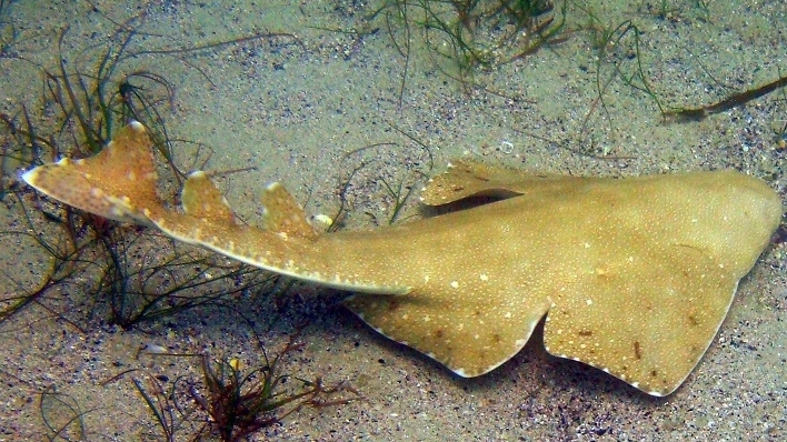 Loài cá mập cực kỳ quý hiếm vừa được ghi hình ngoài khơi Vịnh Cardigan