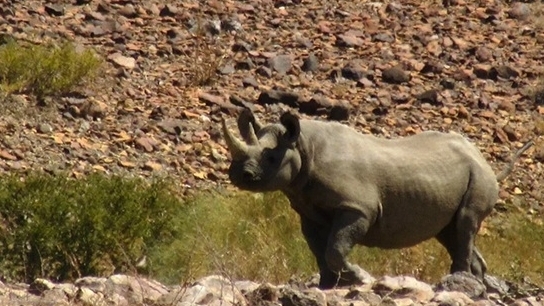 Xây dựng khu bảo tồn tê giác đen lớn nhất thế giới tại Namibia