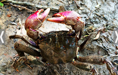 Muối ba khía Cà Mau: Từ món ăn dân dã đến Di sản văn hóa phi vật thể quốc gia