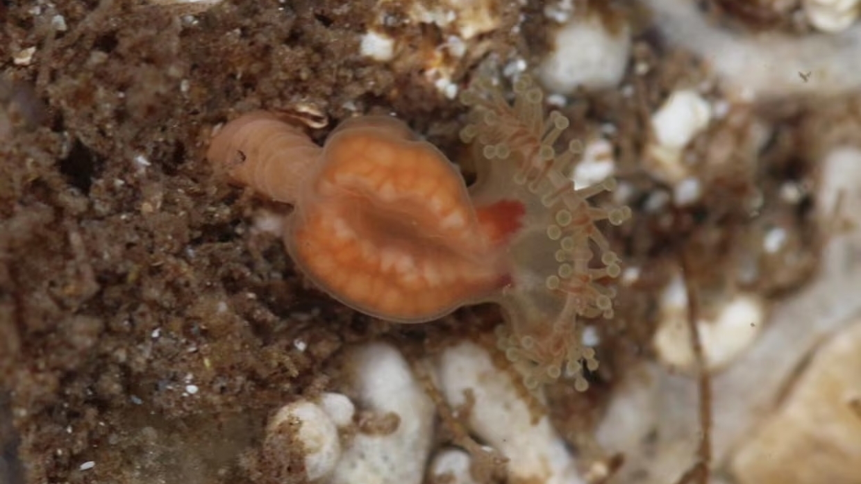 Du khách phát hiện loài sứa ‘tuyệt chủng’ tại vùng biển Scotland, Anh