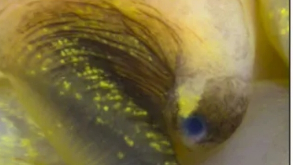 Ốc bươu vàng Nam Mỹ có khả năng mọc lại mắt