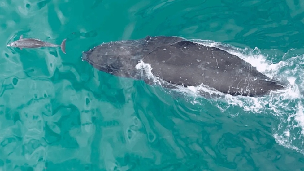Mối quan hệ tương tác thực tế phức tạp, có chiều sâu của cá voi và cá heo