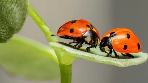 Côn trùng là loài thú cưng được yêu thích tại Nhật Bản