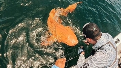 Lần đầu tiên trên thế giới câu được cá mập màu cam do mắc chứng vàng da