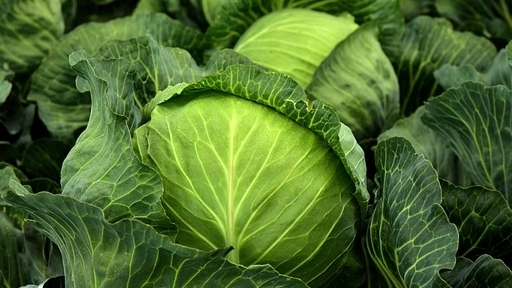 Rau họ cải giúp giảm nguy cơ ung thư đại tràng