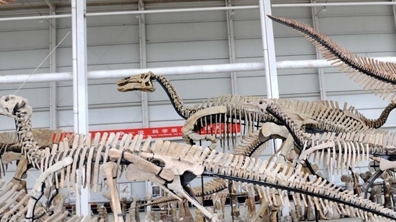Trung Quốc: Tìm thấy hóa thạch xương đùi khủng long bạo chúa dài nhất châu Á