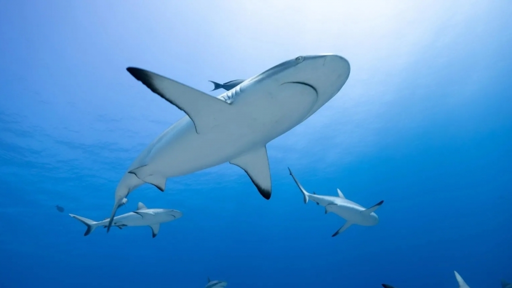 Răng cá mập dễ ăn mòn trong điều kiện axit hóa đại dương tương lai