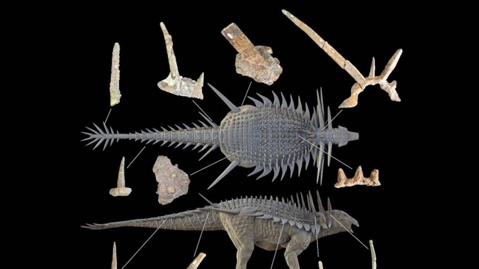 Morocco: Hóa thạch khủng long bọc giáp cổ xưa nhất từng biết đến