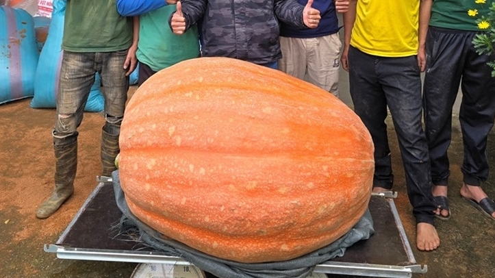 Quả bí ngô khổng lồ nặng hơn 170kg, chuyển từ Lâm Đồng ra Đà Nẵng trưng bày dịp lễ Quốc khánh 2/9
