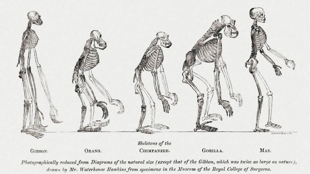 Giải mã tiến hóa dáng đi thẳng đứng của loài người