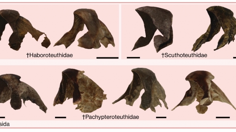 Loài vật nào chiếm lĩnh đại dương trong kỷ Phấn trắng