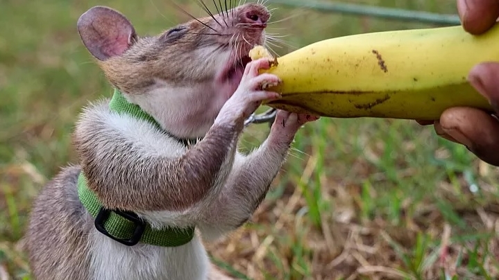 Huấn luyện chuột túi khổng lồ châu Phi đánh hơi mìn, phát hiện bệnh tật, tìm người dưới đống đổ nát