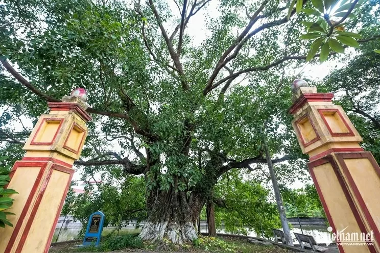 Ninh Bình: Cây bồ đề đại thụ 900 năm tuổi phát triển xanh tốt, tỏa bóng mát như chiếc ô khổng lồ