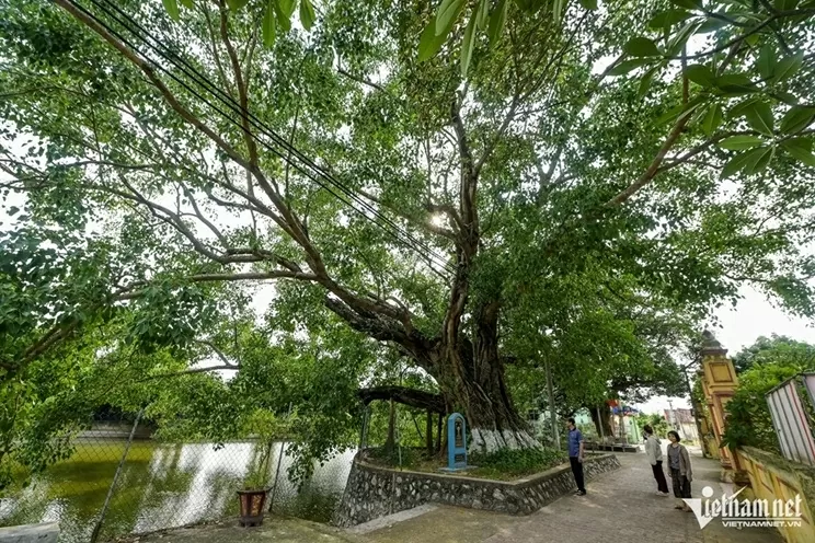 Ninh Bình: Cây bồ đề đại thụ 900 năm tuổi phát triển xanh tốt, tỏa bóng mát như chiếc ô khổng lồ