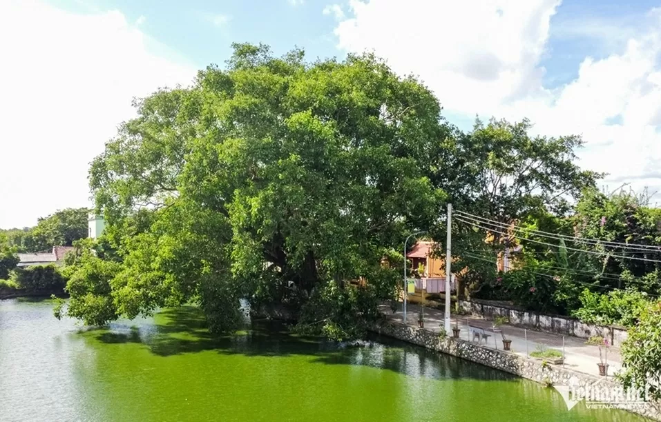 Ninh Bình: Cây bồ đề đại thụ 900 năm tuổi phát triển xanh tốt, tỏa bóng mát như chiếc ô khổng lồ