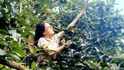 Hồng không hạt - Đặc sản vùng cao khẳng định thương hiệu