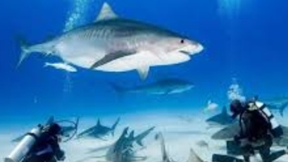 Cuba xác định 108 loài sinh vật biển có nguy cơ tuyệt chủng, 29 loài  thuộc phạm vi 'nguy cấp nghiêm trọng'