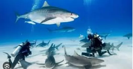 Cuba xác định 108 loài sinh vật biển có nguy cơ tuyệt chủng, 29 loài trong phạm vi nguy cấp nghiêm trọng Cuba xác định 108 loài sinh vật biển có nguy cơ tuyệt chủng, 29 loài trong phạm vi nguy cấp nghiêm trọng