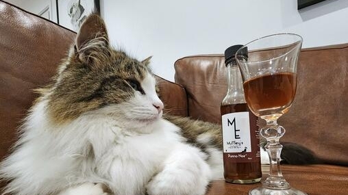 Rượu vang đặc biệt không cồn giúp thú cưng thư giãn và cải thiện tâm trạng