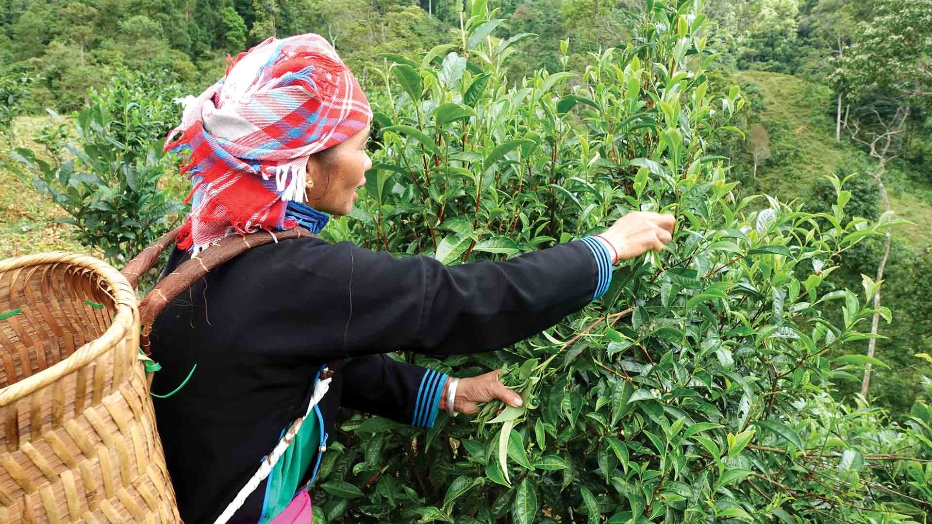 Câu chuyện phát triển xanh ở Bản Liền