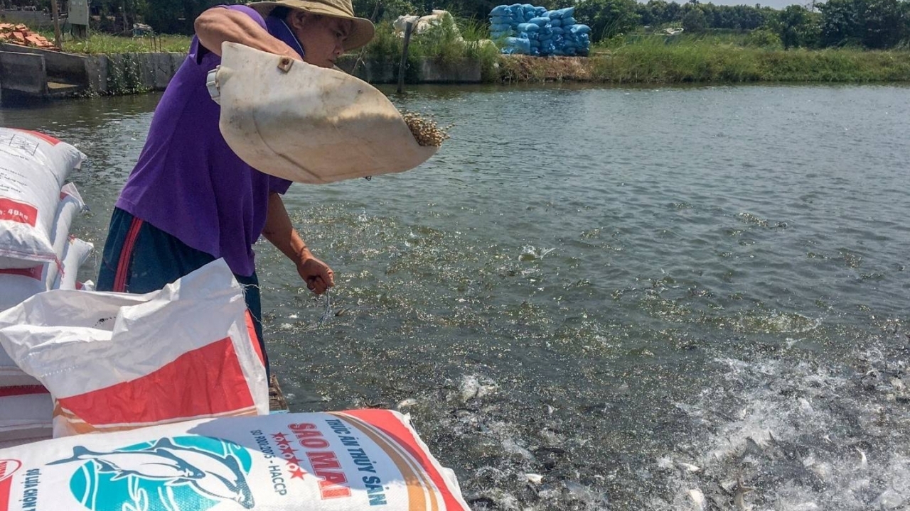 Sao Mai Super Feed cũng mang những giấc mơ