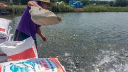 Sao Mai Super Feed cũng mang những giấc mơ