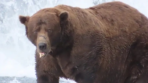 Chú gấu nâu tại Vườn quốc gia Mỹ giữ ngôi vương về cân nặng năm 2025