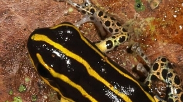 Peru: Phát hiện loài ếch mới, màu sắc sặc sỡ, kích thước siêu nhỏ