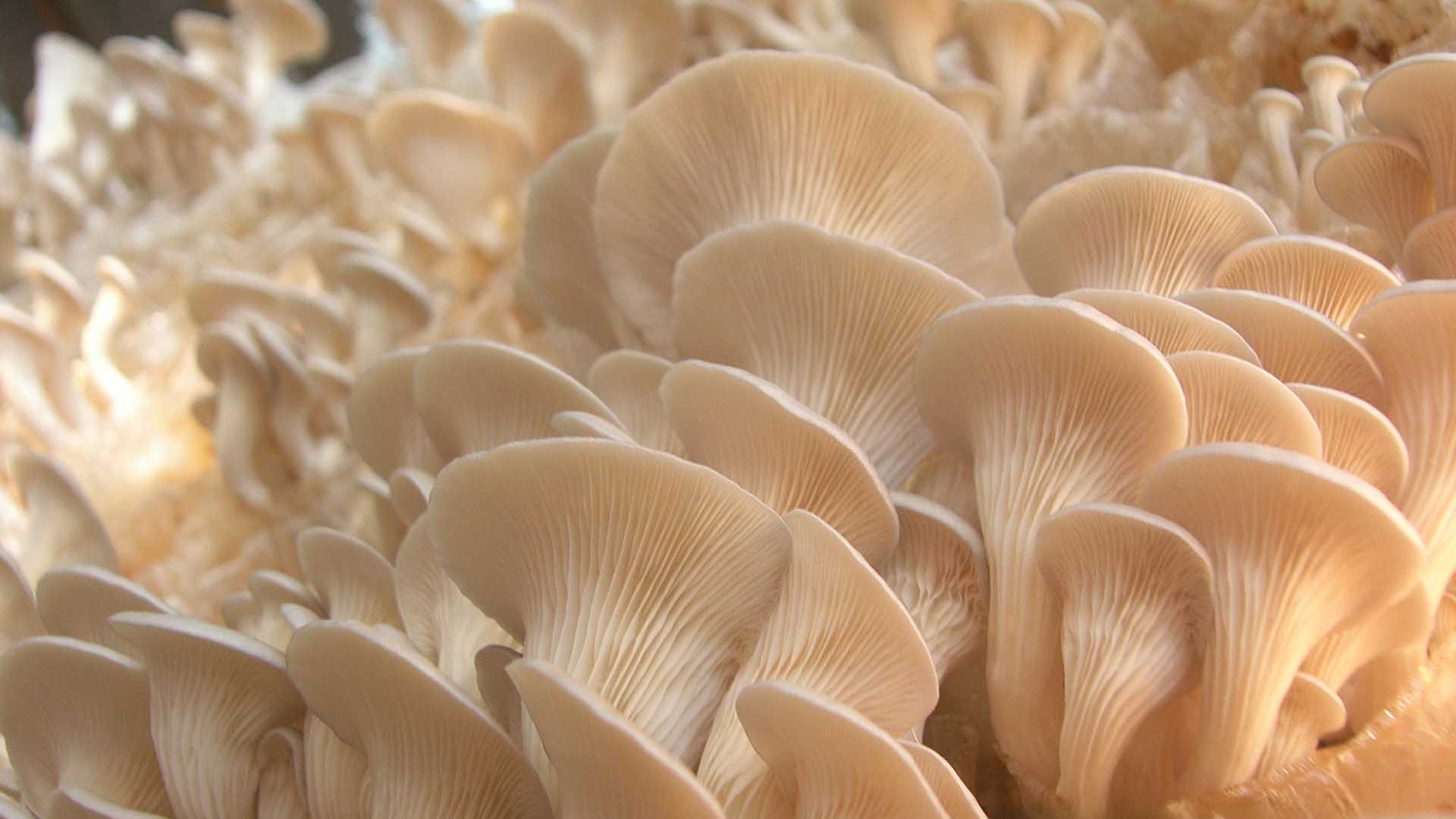 Nấm - Những ‘kỹ sư sinh thái’ đầu tiên của Trái Đất