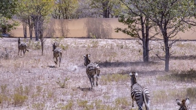 Tái thả nhiều loài động vật hoang dã, châu Phi phục hồi sinh học đa dạng, phát triển cộng đồng