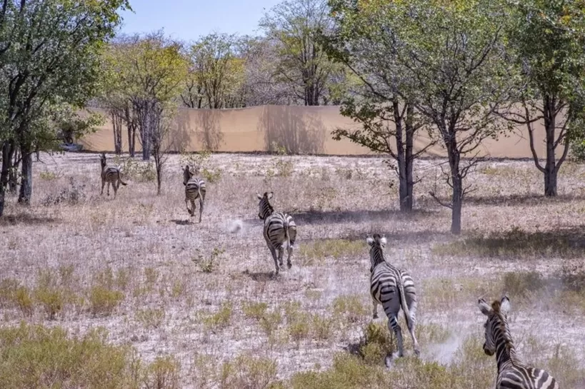 Tái thả động vật hoang dã, châu Phi hồi sinh đa dạng sinh học Tái thả động vật hoang dã, châu Phi hồi sinh đa dạng sinh học