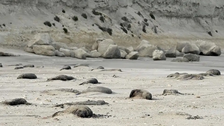 Argentina: Cảnh báo nguy cơ sư tử biển giảm số lượng nghiêm trọng do cúm gia cầm lan rộng