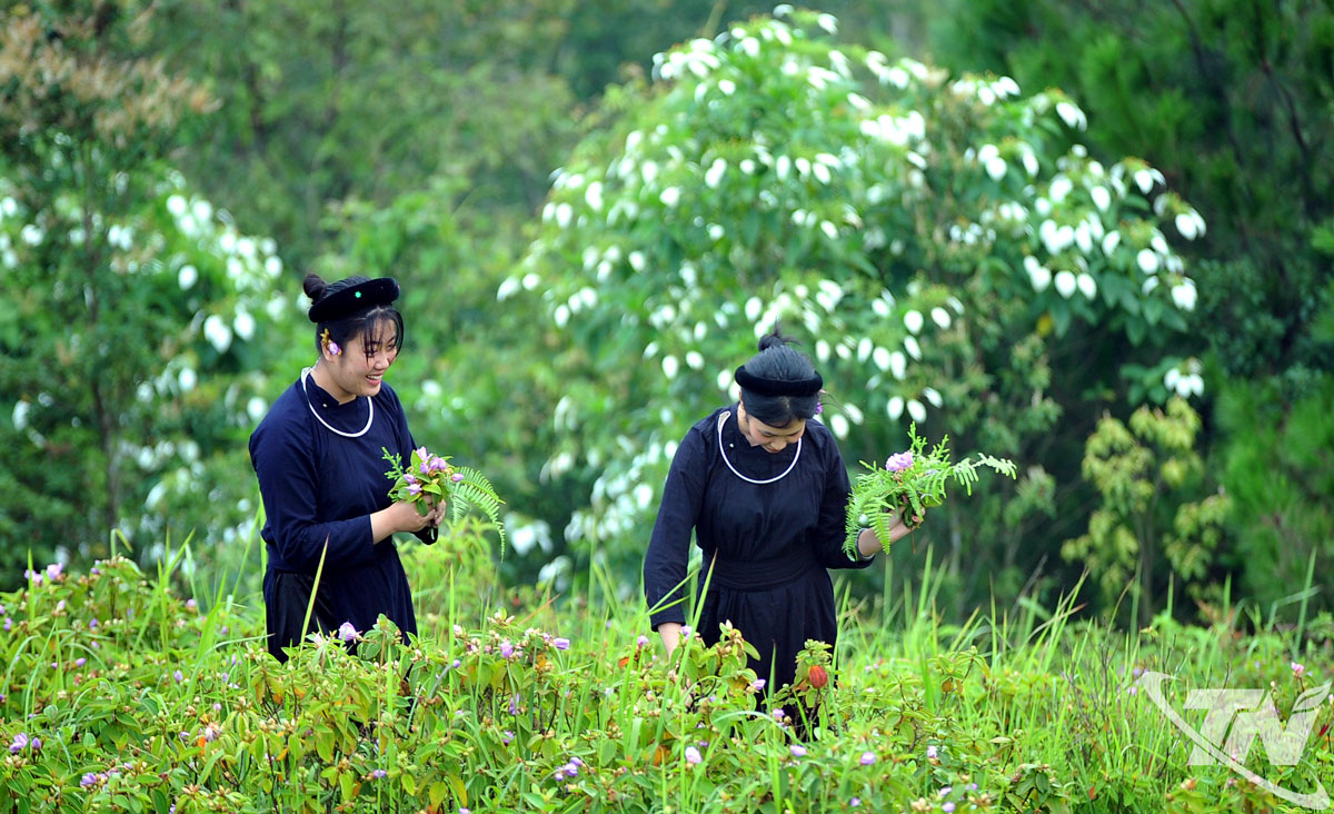 Hòa mình với đất trời giữa thảo nguyên Lủng Tráng Lủng Tráng hấp dẫn du khách thích ca