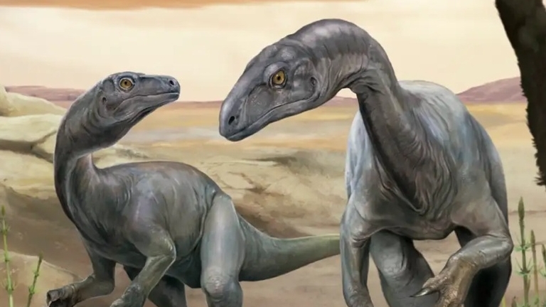 Argentina: Tìm thấy hóa thạch khủng long nhỏ, dài khoảng 2 mét và nặng 18kg