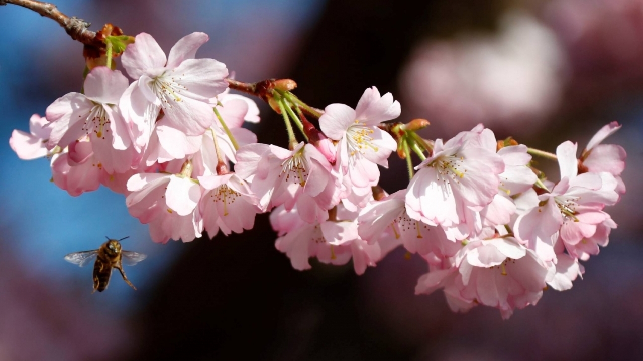 Cảnh báo nguy cơ mất loài thụ phấn ở châu Âu