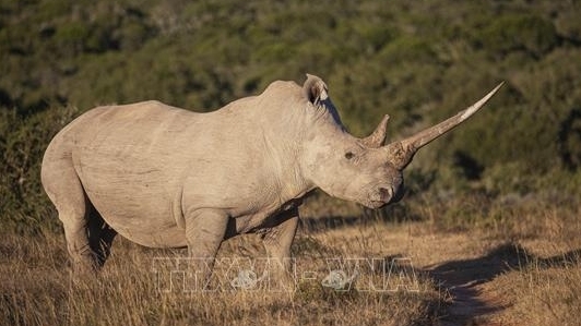 Thế giới có thể sớm trở nên trống vắng các loài động vật hoang dã